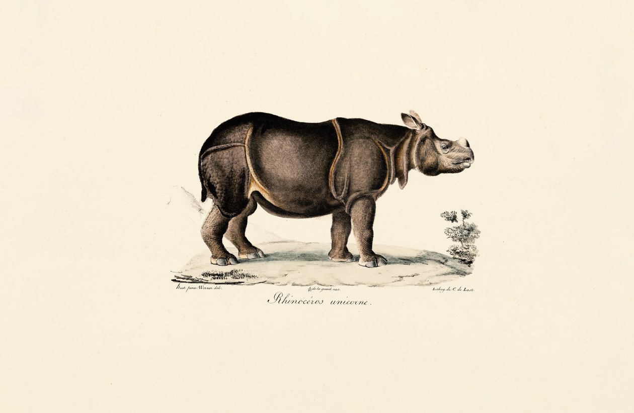 Indische neushoorn door Jacques Christophe Werner