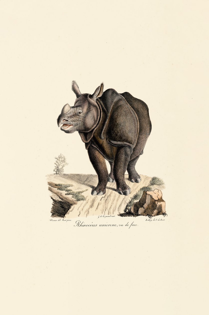 Indische neushoorn, vooraanzicht door Jacques Christophe Werner