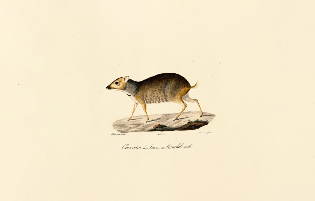 Javan Mouse-deer (Male) door Jacques Christophe Werner