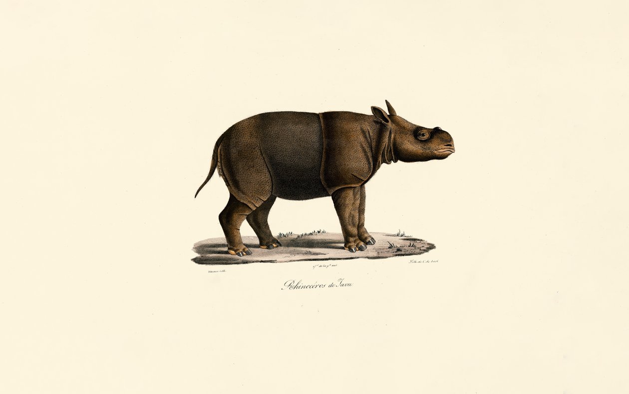 Javaanse neushoorn door Jacques Christophe Werner