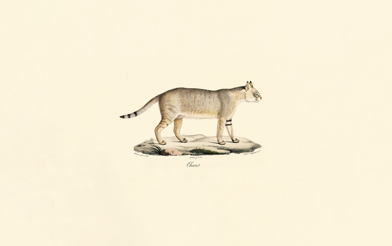 Oerwoudkat door Jacques Christophe Werner