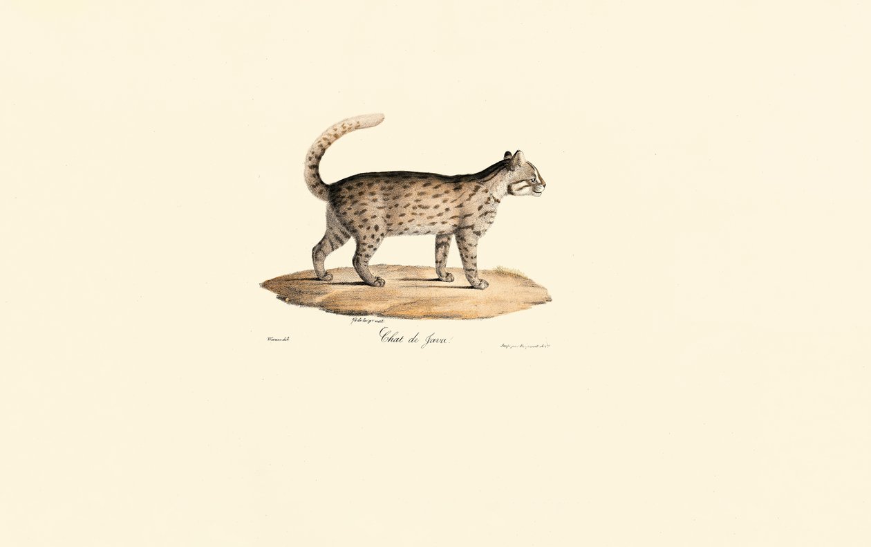 Luipaardkat (Prionailurus bengalensis) door Jacques Christophe Werner