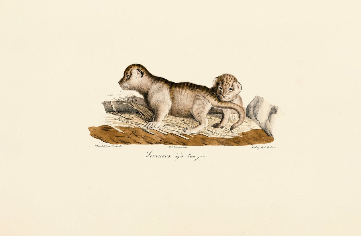 Leeuwenwelpen één dag oud door Jacques Christophe Werner