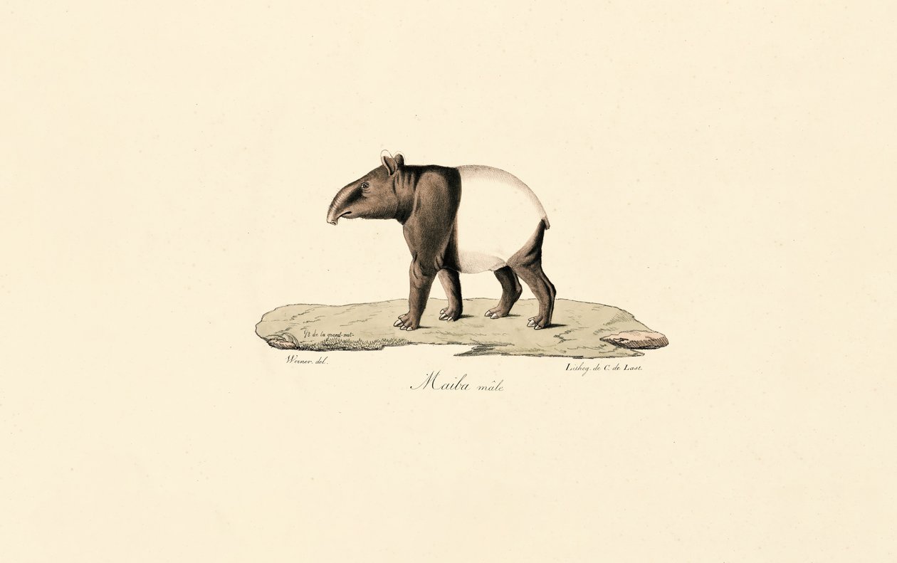 Maleise tapir door Jacques Christophe Werner