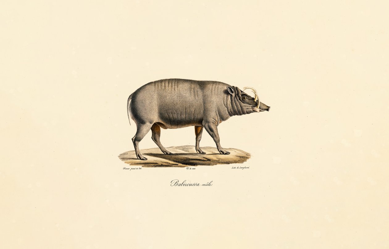 Mannelijk Babirusa door Jacques Christophe Werner