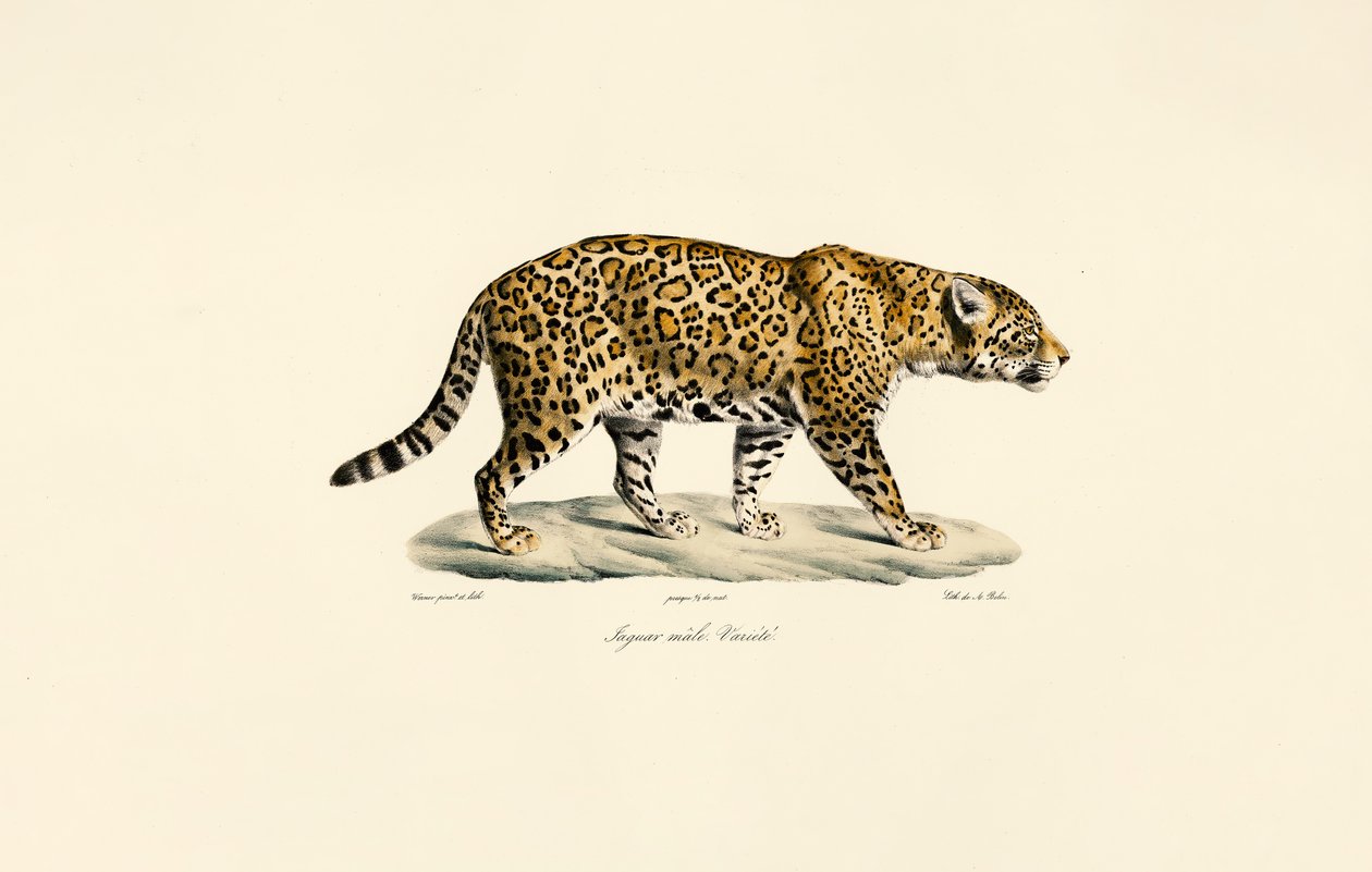 Mannelijke Jaguar door Jacques Christophe Werner
