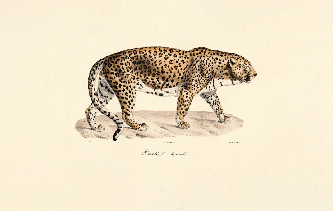 Male Leopard door Jacques Christophe Werner