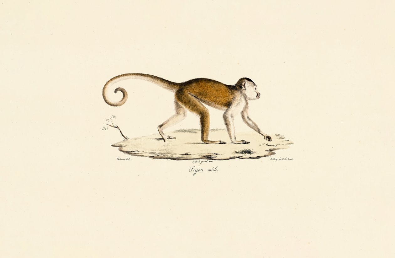 Mannelijke kapucijner door Jacques Christophe Werner