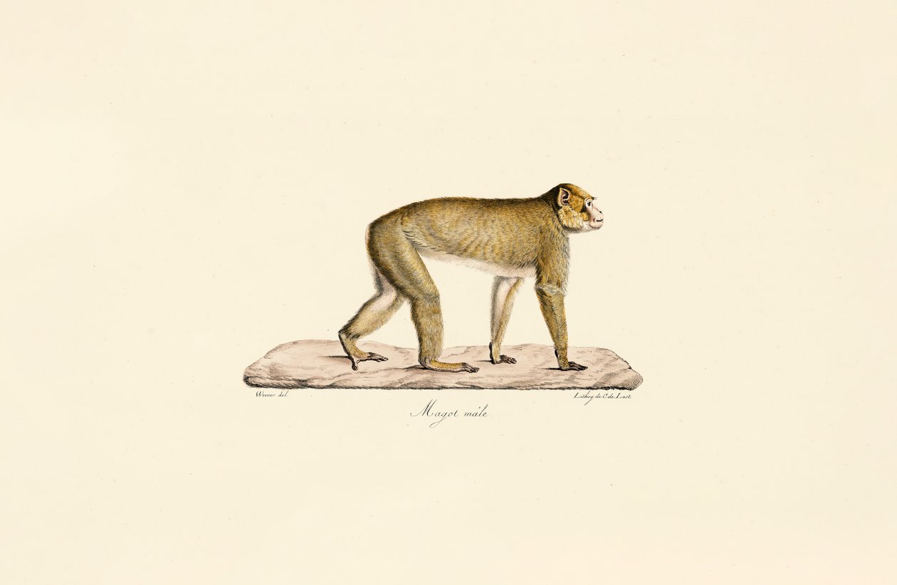 Moormakaak (mannetje) door Jacques Christophe Werner