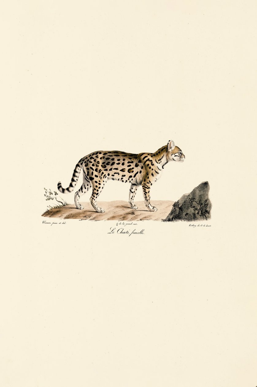 Ocelot, vrouwelijk door Jacques Christophe Werner