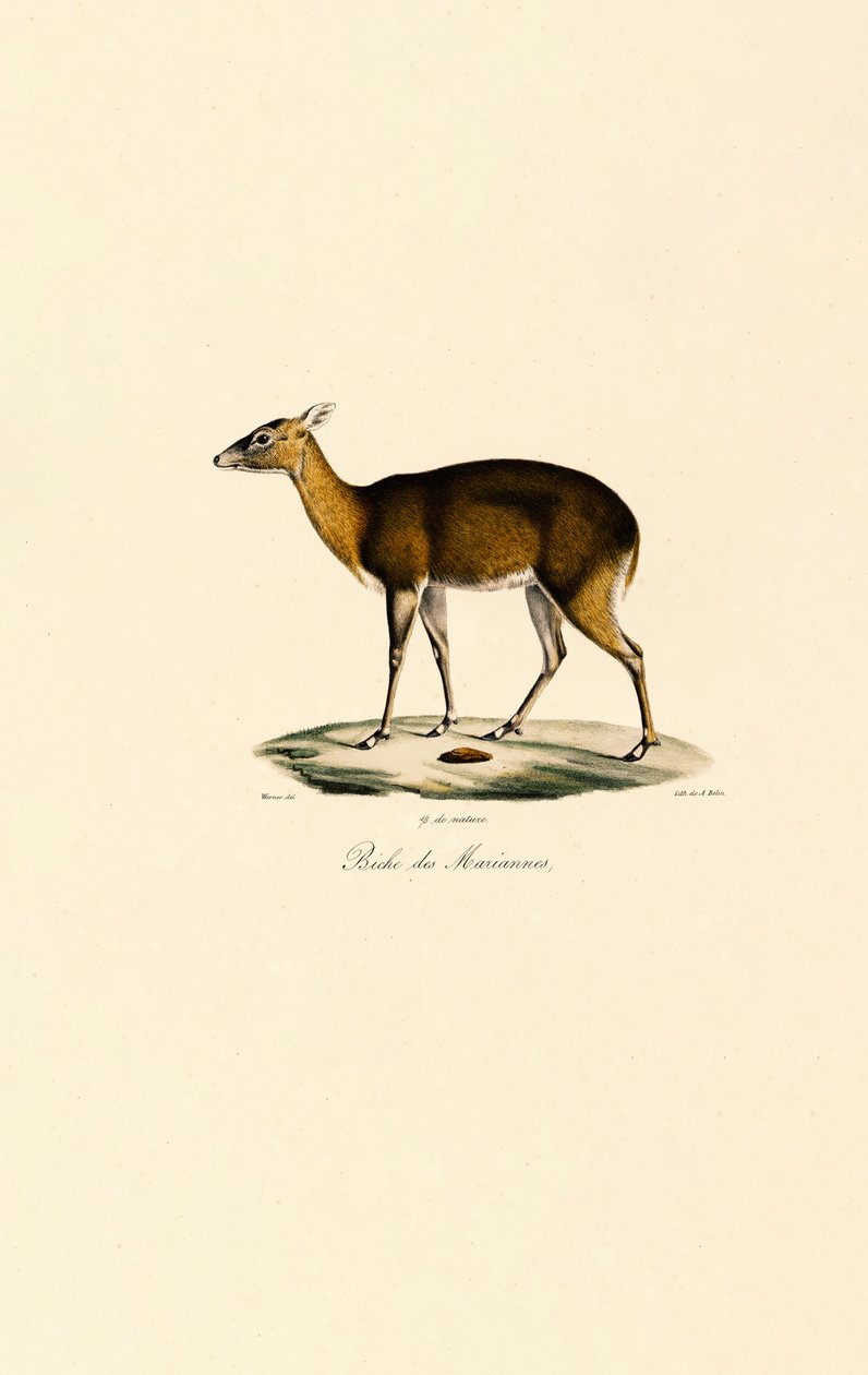 Filippijns gevlekt hert (Visayan Spotted Deer) door Jacques Christophe Werner