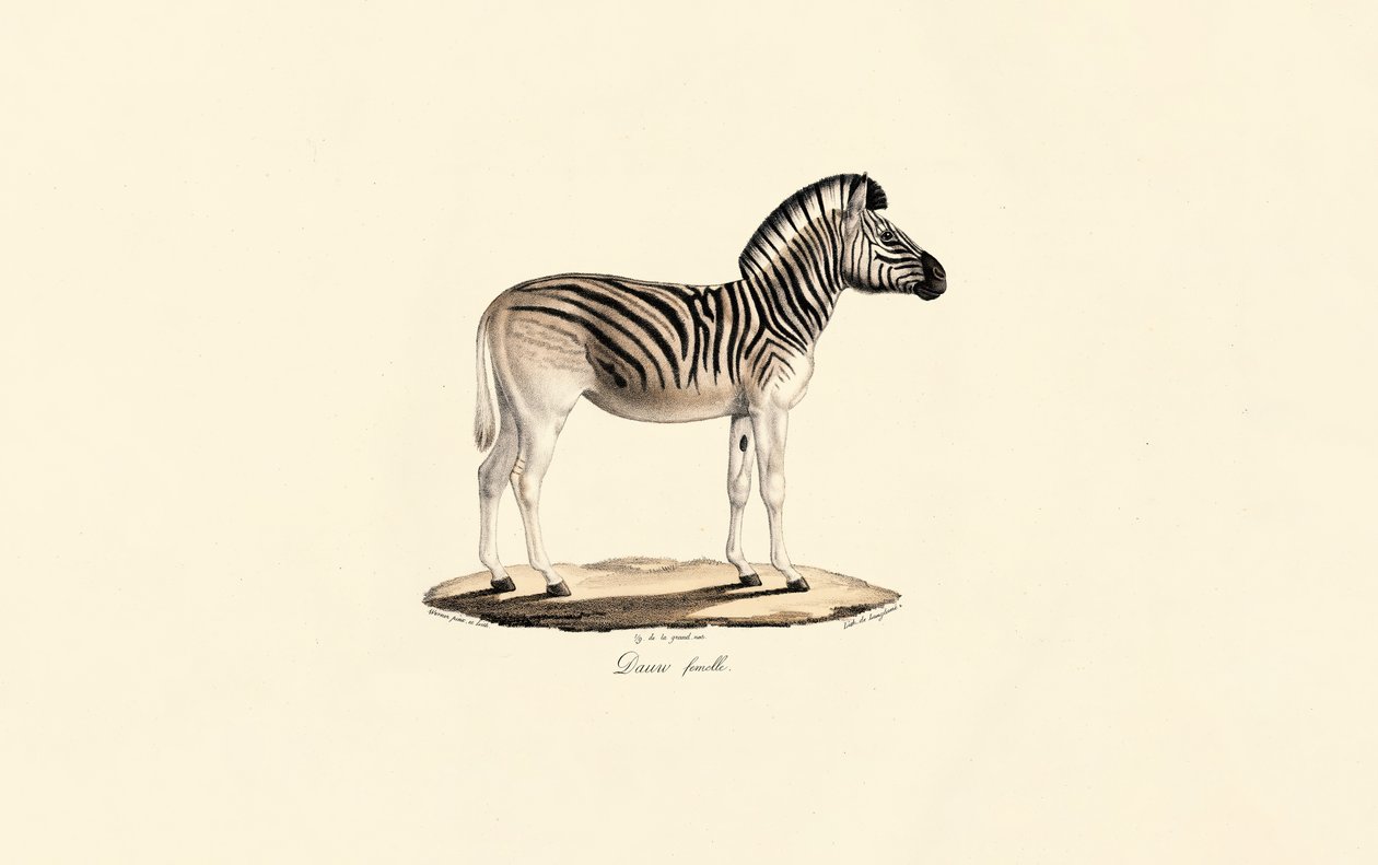 Quagga, vrouwelijk door Jacques Christophe Werner