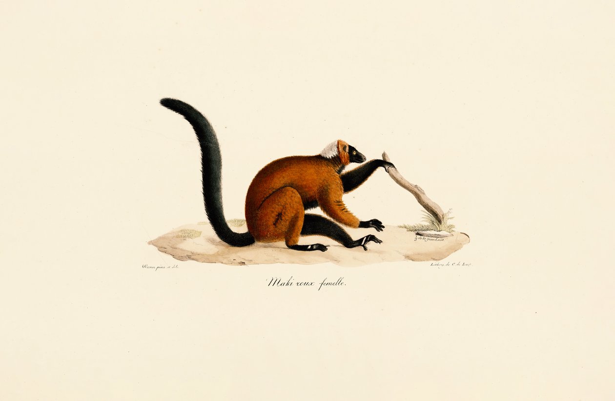 Roodpootmaki door Jacques Christophe Werner