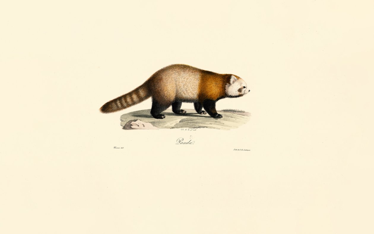 Rode Panda (Ailurus fulgens) door Jacques Christophe Werner