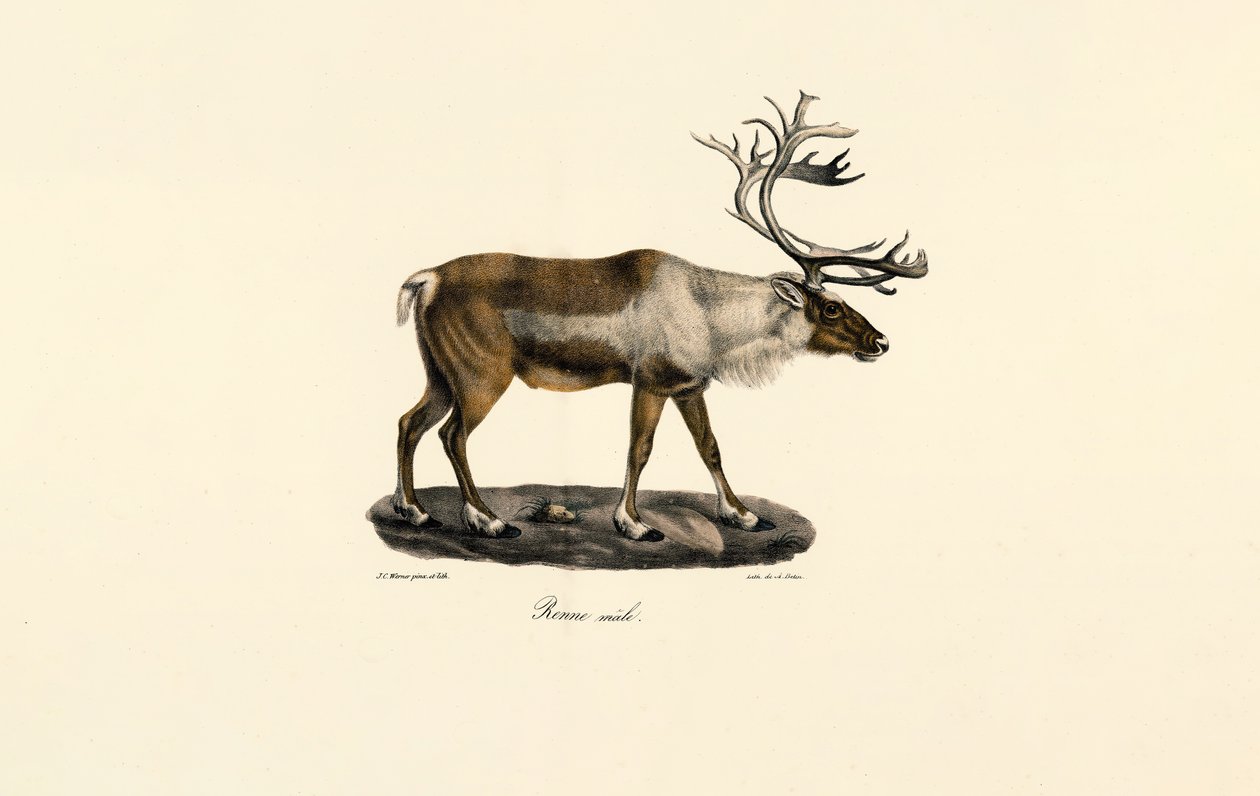 Reindeer (Male) door Jacques Christophe Werner