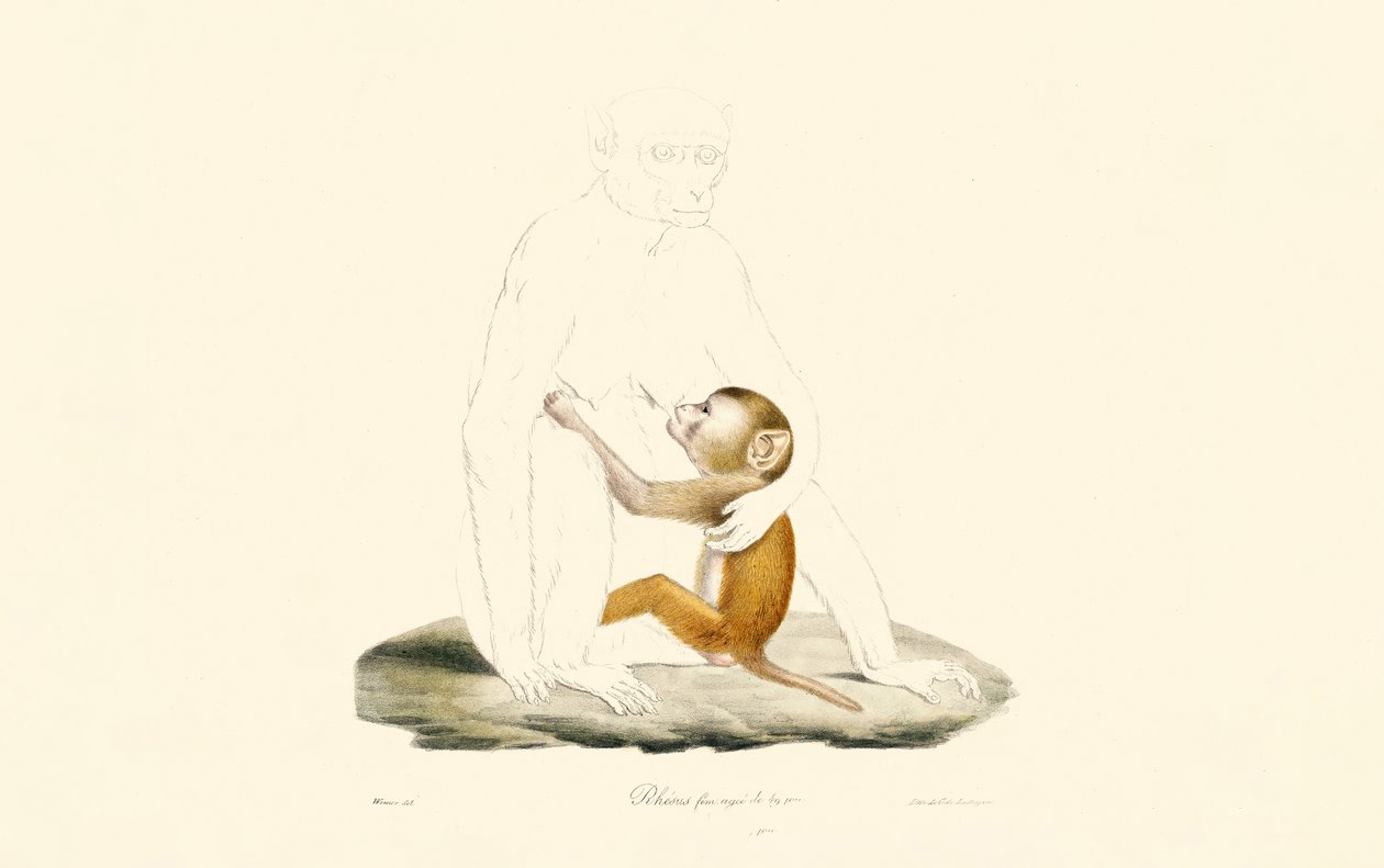 Rhesus makaak zuigeling door Jacques Christophe Werner