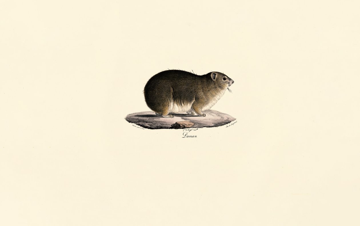 Rotsvuurvlinder door Jacques Christophe Werner