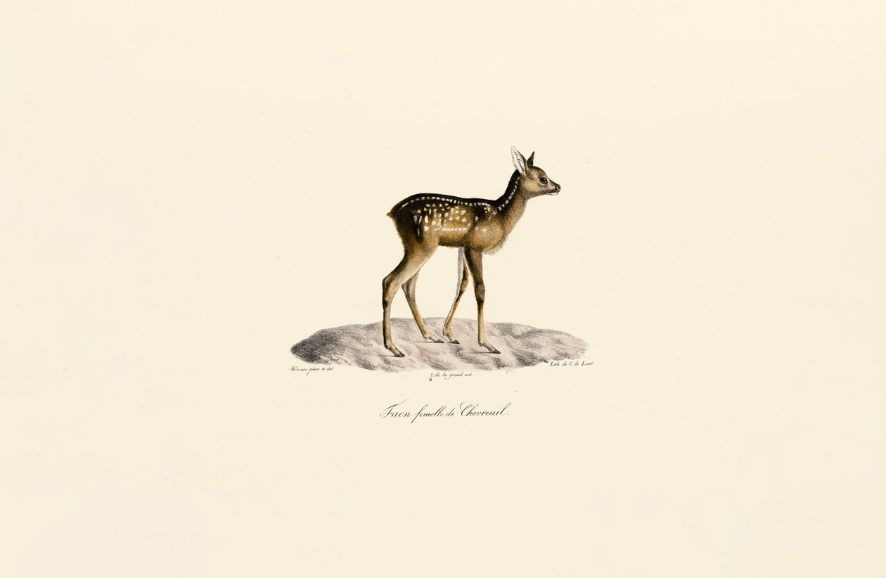 Roe Deer Fawn door Jacques Christophe Werner