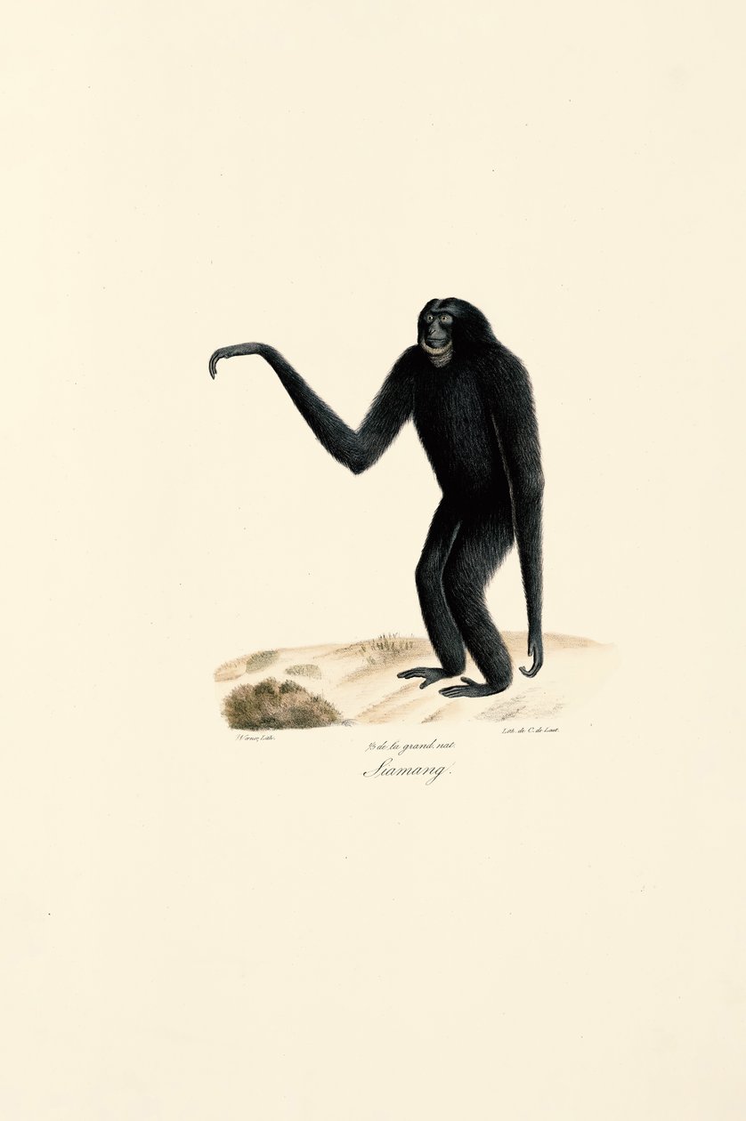 Siamang (Symphalangus syndactylus) door Jacques Christophe Werner