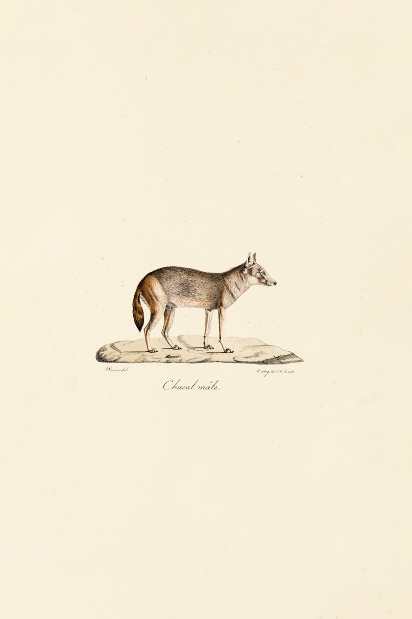 Gestreepte jakhals door Jacques Christophe Werner