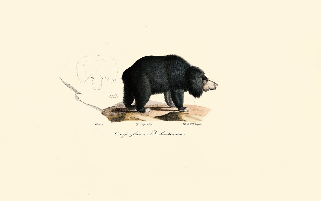 Luiaardbeer (oude jongleerbeer) door Jacques Christophe Werner