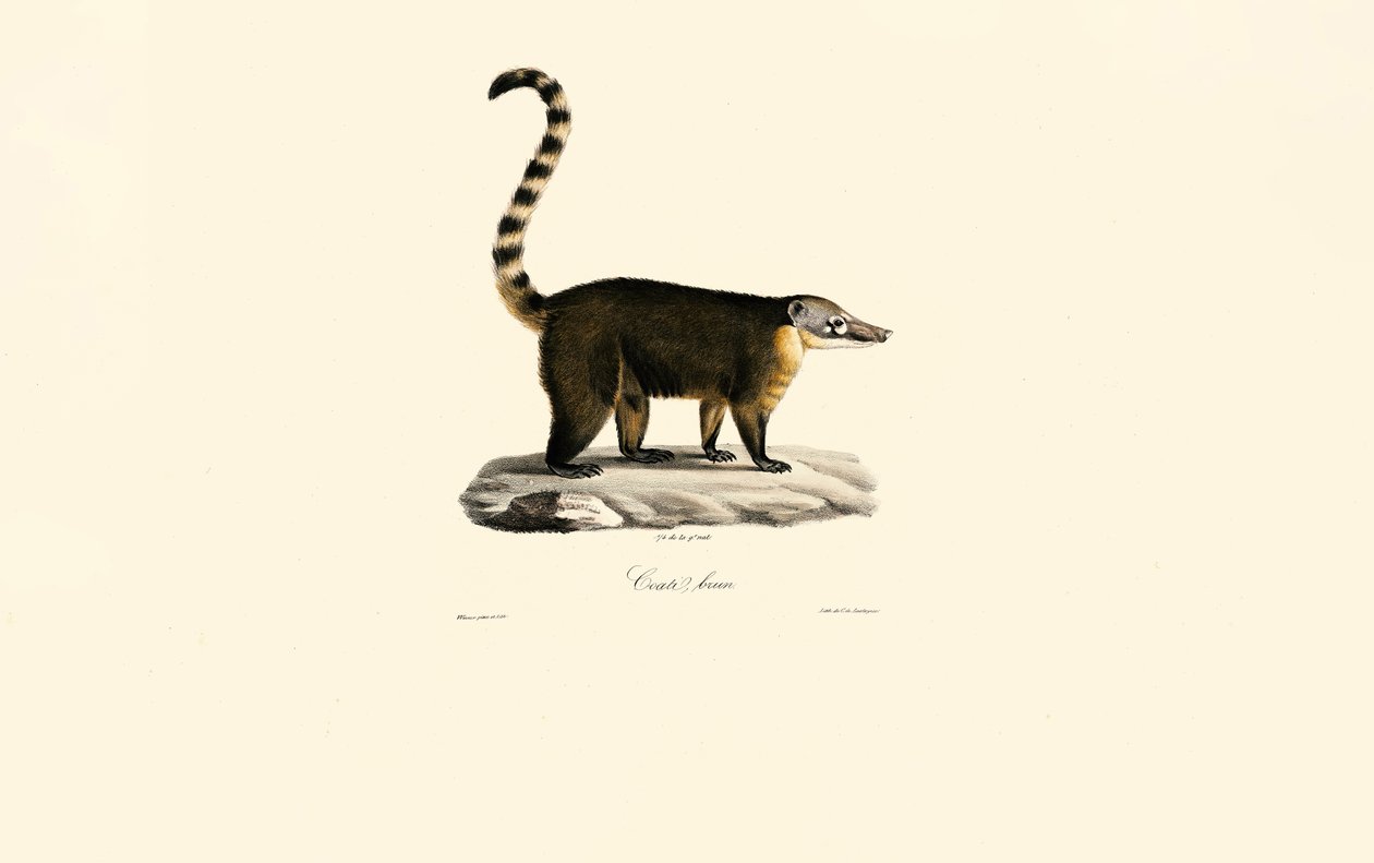 Zuid-Amerikaanse neusbeertjes (Nasua nasua) door Jacques Christophe Werner