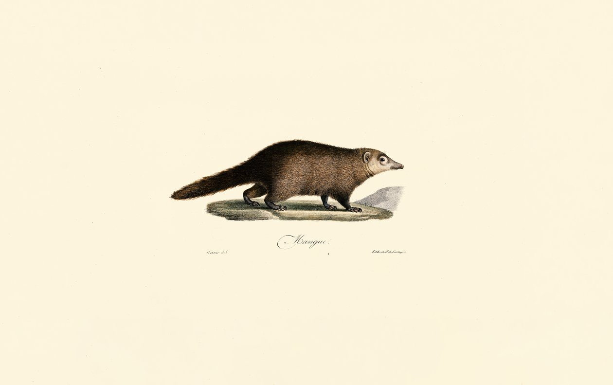 Zuid-Amerikaanse Coati door Jacques Christophe Werner