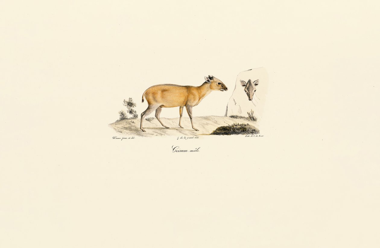 Zuid-Amerikaanse hertensoorten door Jacques Christophe Werner