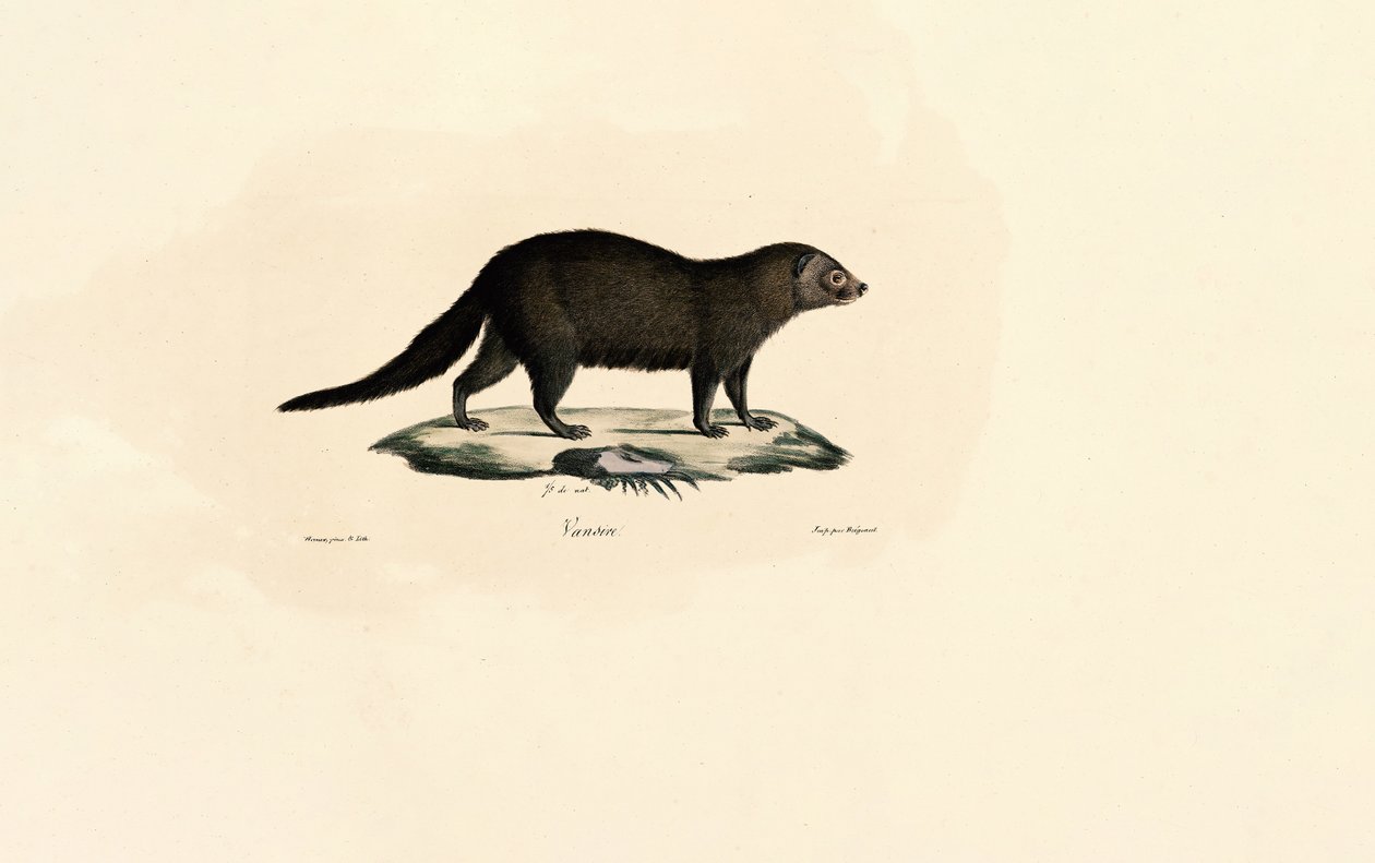 Zuid-Amerikaanse Tayra door Jacques Christophe Werner
