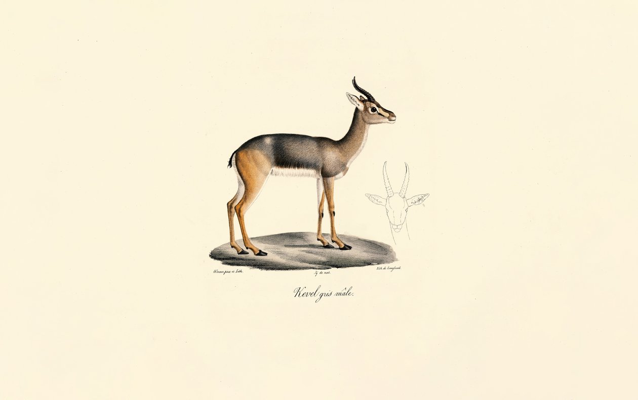 Zuidelijke rietbok (Révebi Antilope, mannetje) door Jacques Christophe Werner
