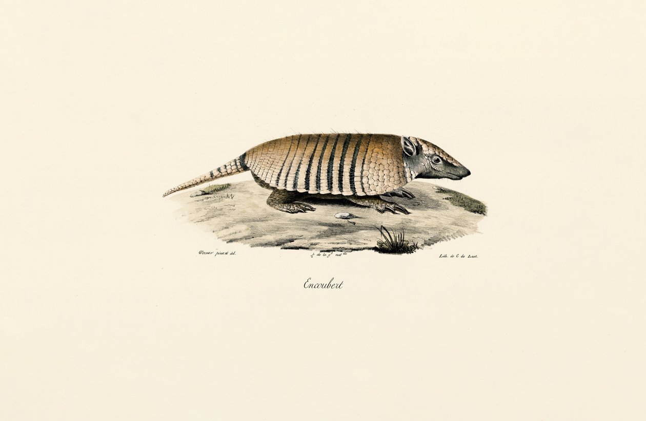 Zuidelijk driebandgordeldier door Jacques Christophe Werner