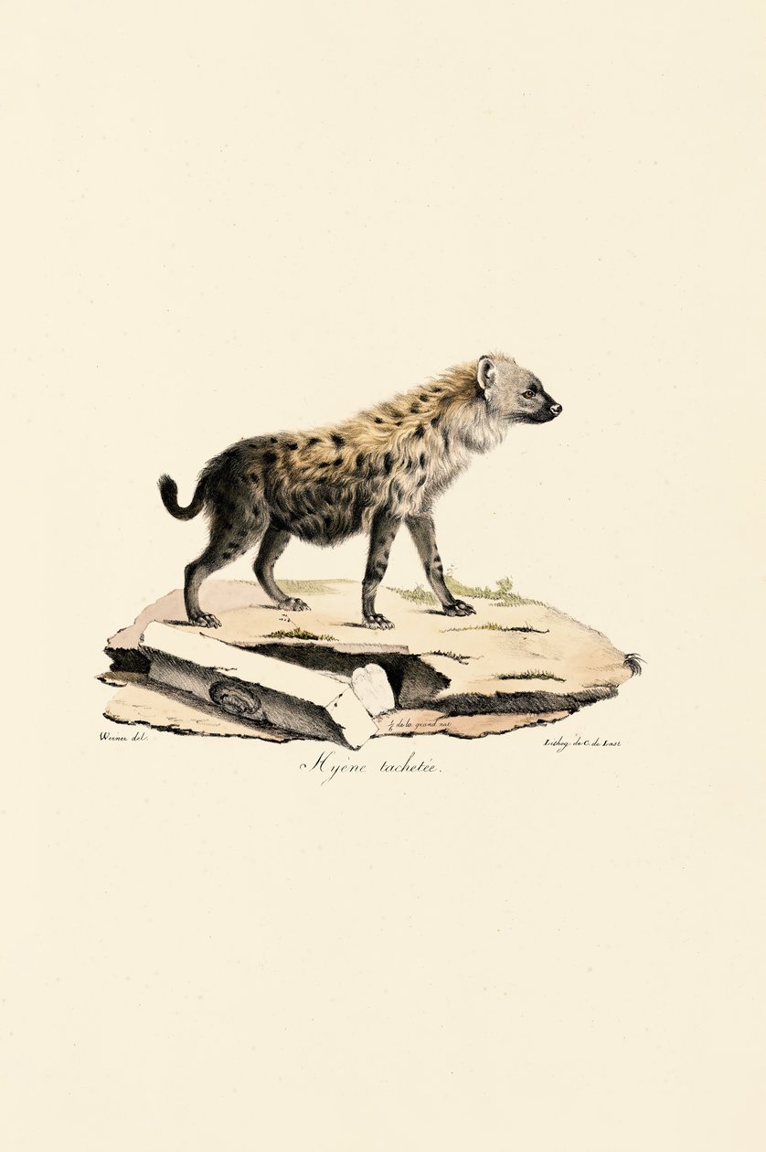 Gevlekte Hyena door Jacques Christophe Werner