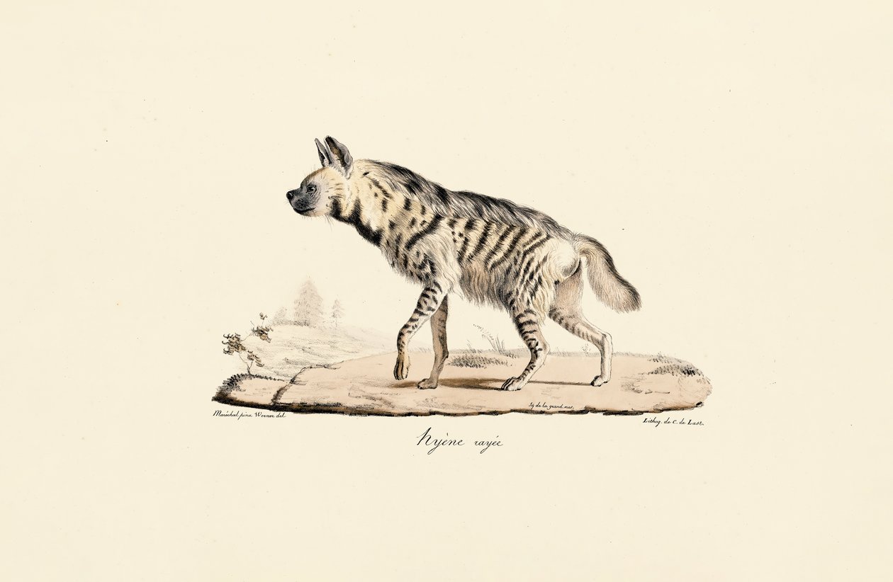 Gestreepte Hyena door Jacques Christophe Werner