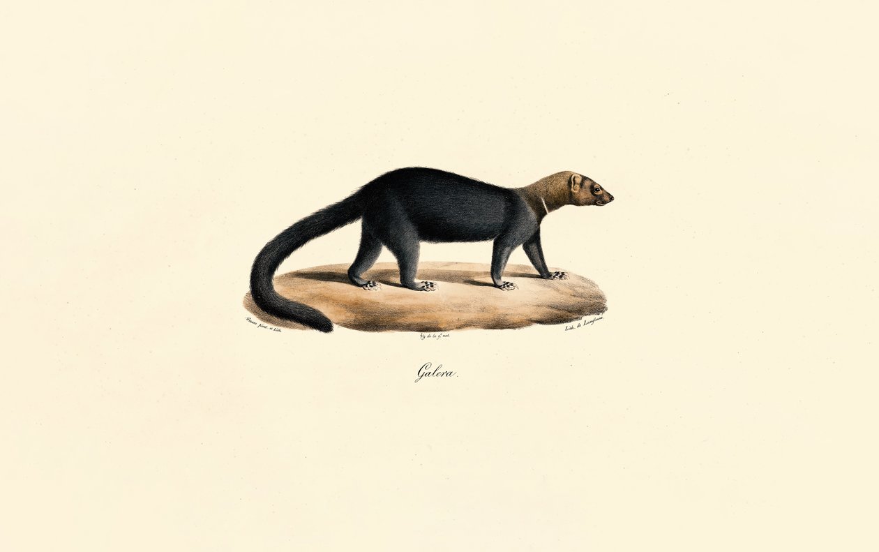 Tayra door Jacques Christophe Werner
