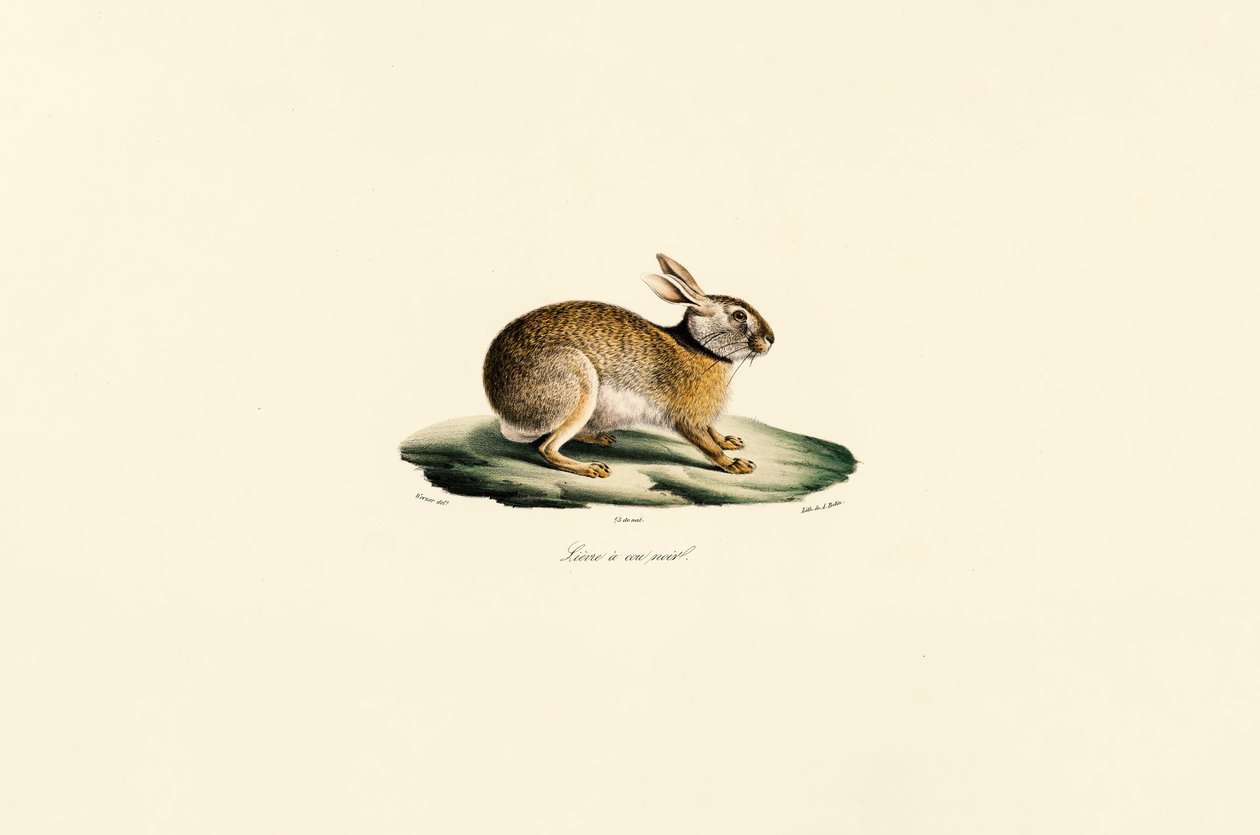 Tolai haas (zwarte halshaas) door Jacques Christophe Werner