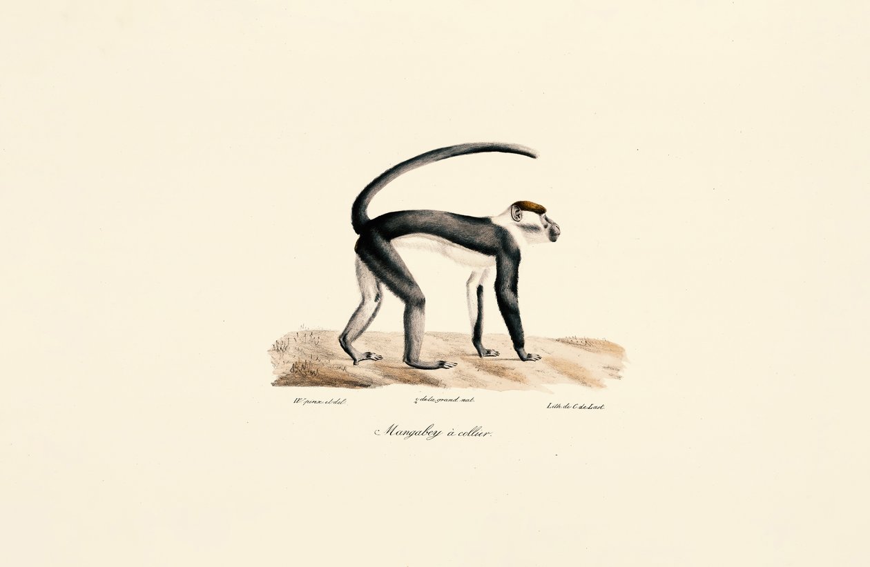 Witgekraagde mangabey (Cercocebus torquatus) door Jacques Christophe Werner