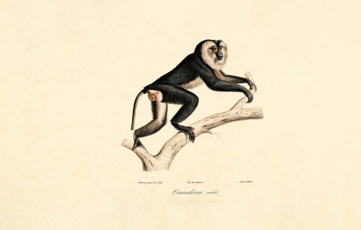 Mangabey (mannetje) door Jacques Christophe Werner