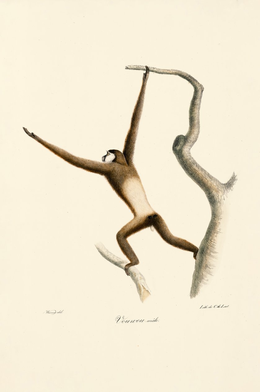 Withandgibbon (Hylobates lar) door Jacques Christophe Werner