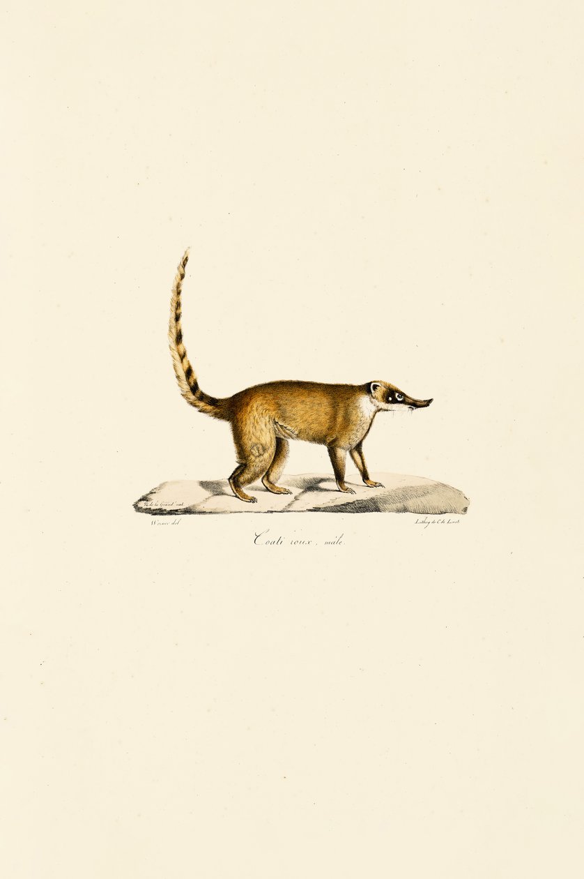 Witneus Coati (mannetje) door Jacques Christophe Werner