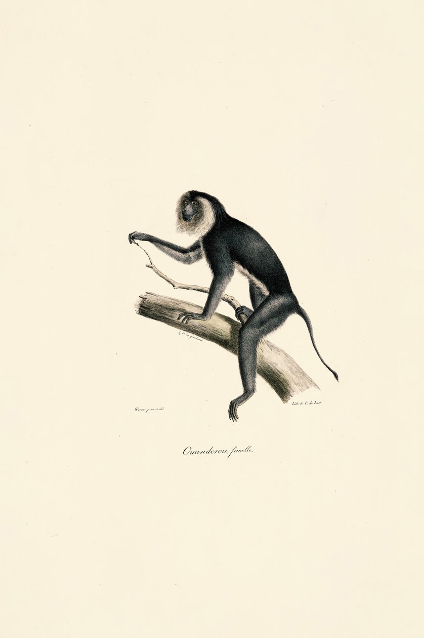 Witschoudermarmot (vrouwtje) door Jacques Christophe Werner