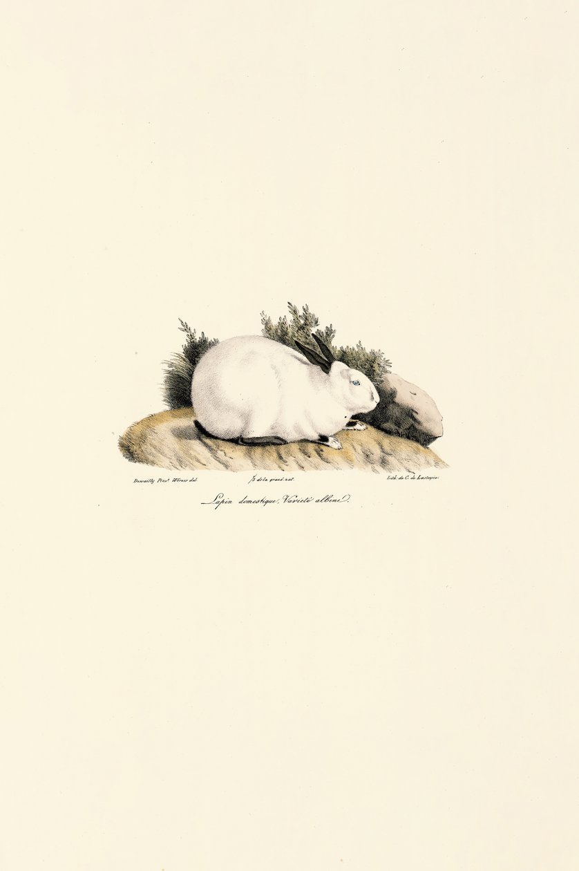 Wit konijn (Lepus domesticus) door Jacques Christophe Werner