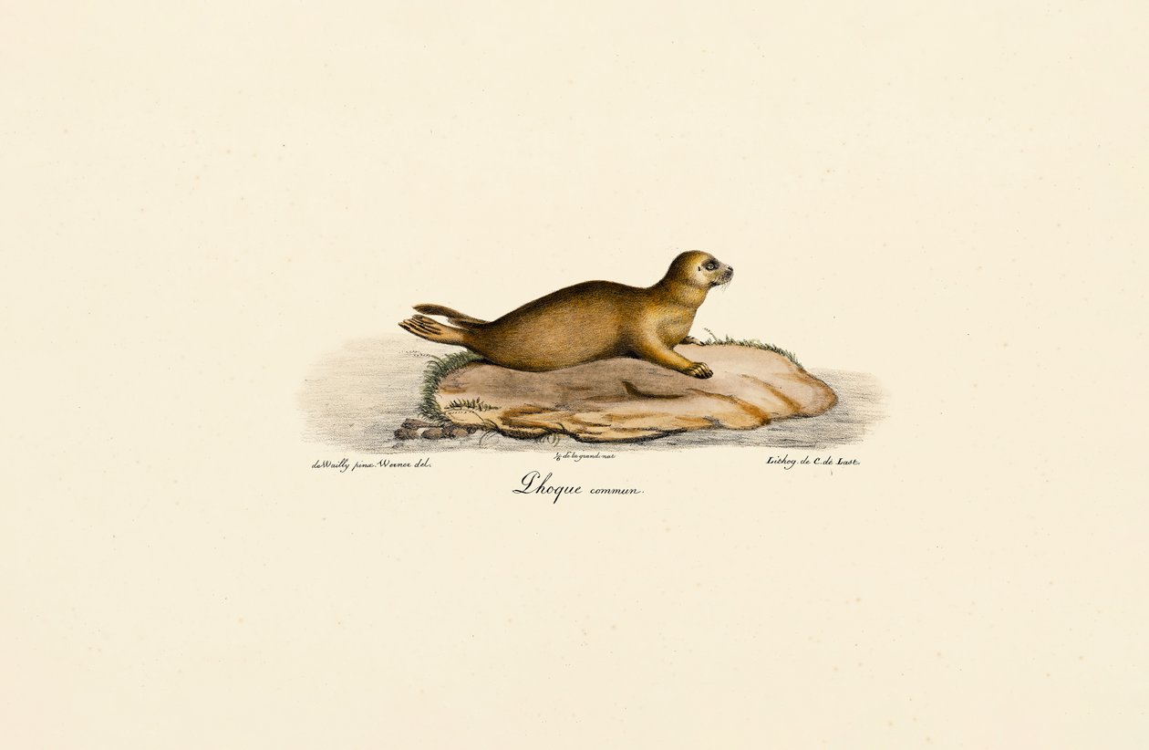 Jonge zeehond door Jacques Christophe Werner