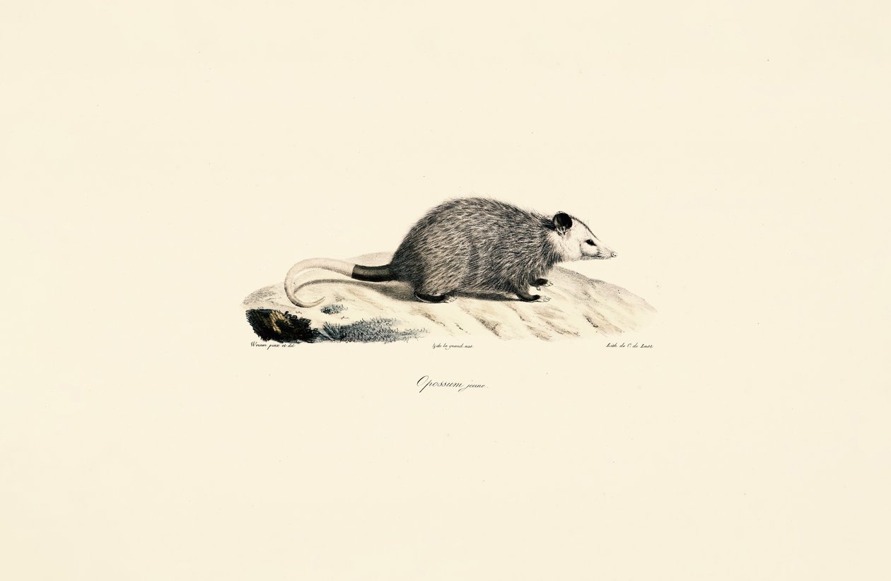 Jonge Opossum door Jacques Christophe Werner