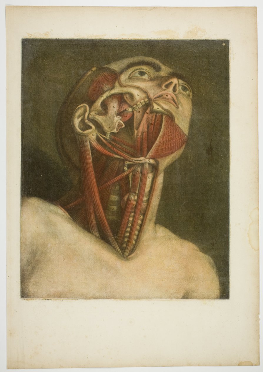 Nekspieren, plaat drie van Complete musculatuur in natuurlijke grootte en kleur door Jacques Fabien Gautier d