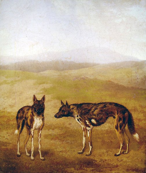Twee Afrikaanse Jachthonden door Jacques-Laurent Agasse