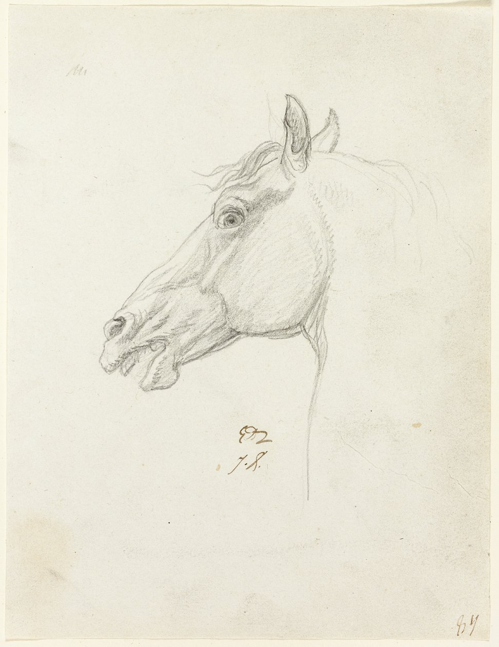 Paardenhoofd door Jacques Louis David