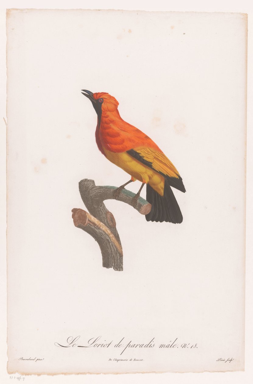 Zwartmaskerprieelvogel op een tak door Jacques Louis Perée