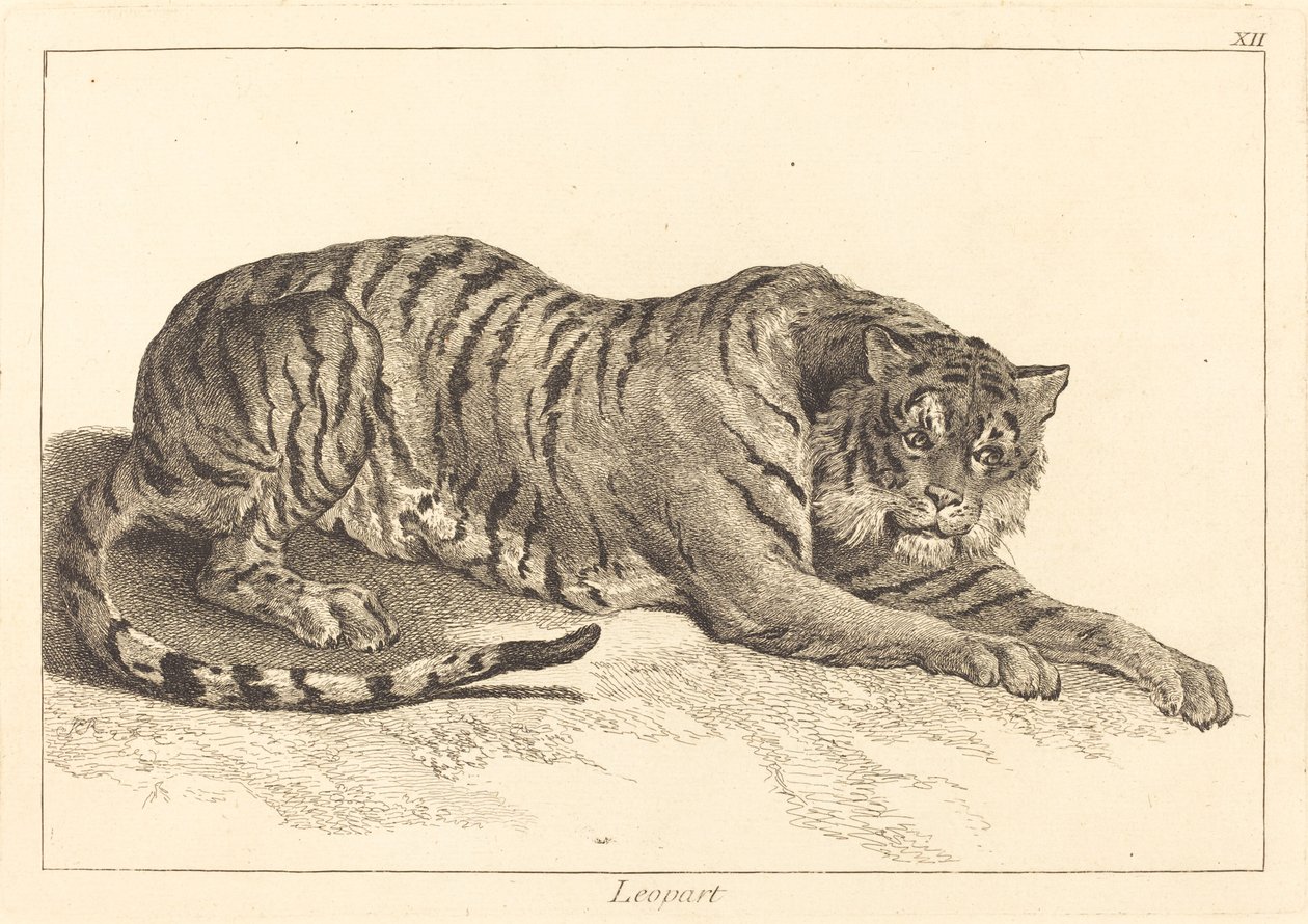 Luipaard of Tijger | Kunstafdruk