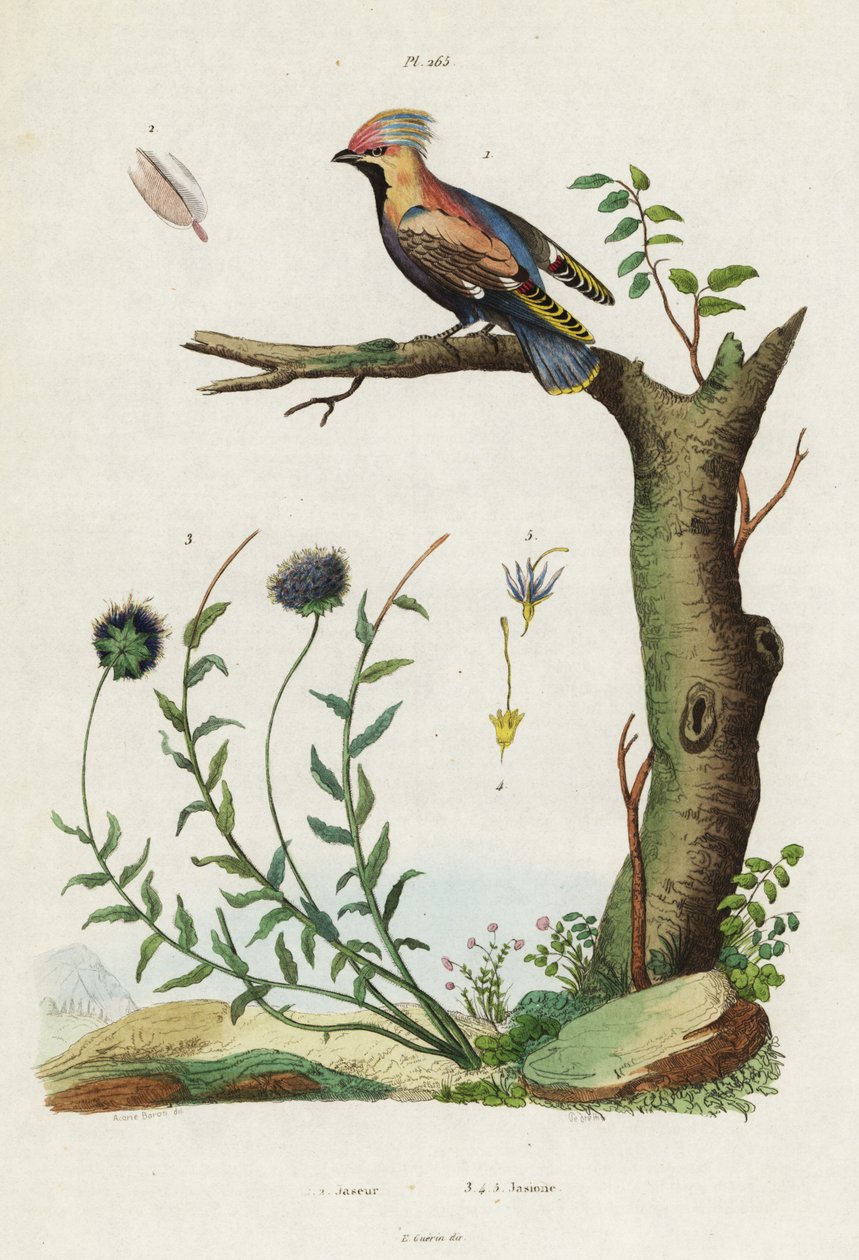 Pestvogel en schapenzuring door Jacques Reyne Isidore Acarie Baron