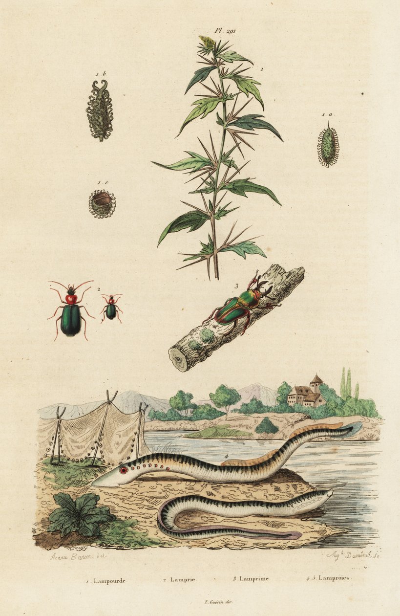 Zeelamprei en kevers door Jacques Reyne Isidore Acarie Baron